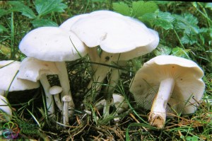 Witte bundelridderzwam